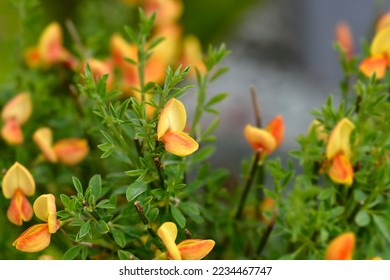 Broom Apricot Gem flowers - Latin name - Cytisus Apricot Gem