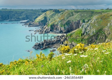 Broom, daisies and wildflowers in spring on the cliffs of Icart Point, Spring landcape in Guernsey, Channel islands