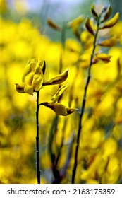 Broom Flower Close-up In Yellow Background