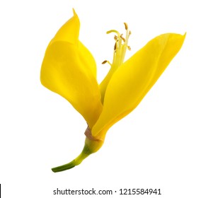 Broom Flower Isolated On A White Background