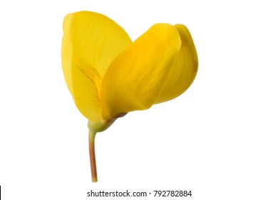 Broom Flower Isolated On A White Background