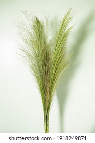 Broom Grass Or Tiger Grass, Nepalese Broom Grass Or Broom Stick Studio Shoot. It Calls In Nepali Amliso And Jharu In Assamese And Bengali. Phool Jhadu In Hindi. Thysanolaena (Amliso Plant).