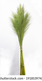 Broom Grass Or Tiger Grass, Nepalese Broom Grass Or Broom Stick Studio Shoot. It Calls In Nepali Amliso And Jharu In Assamese And Bengali. Phool Jhadu In Hindi. Thysanolaena (Amliso Plant).