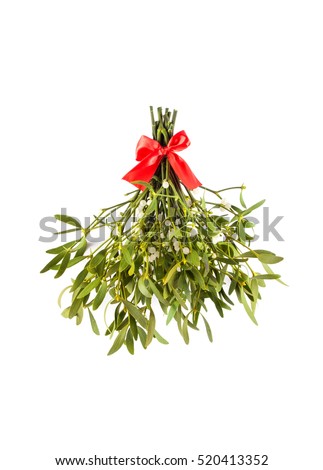 Broom from green mistletoe isolated on white background. Nature background. Christmas plant