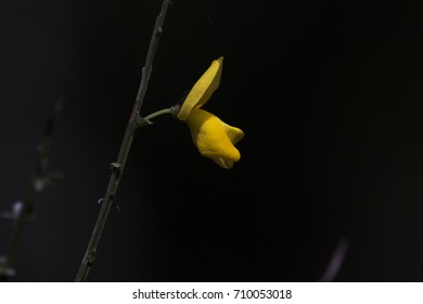 Broom Plant  Flower, Genisteae