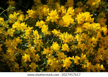 weaver´s broom or spartium blooming in the ornamental garden in bavaria in summertime