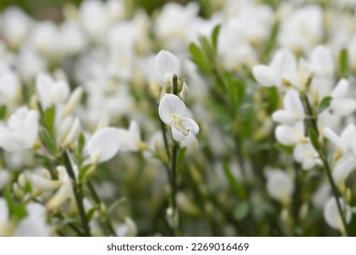 Broom White Lion flowers - Latin name - Cytisus White Lion