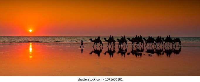 Broome Camels Sunset