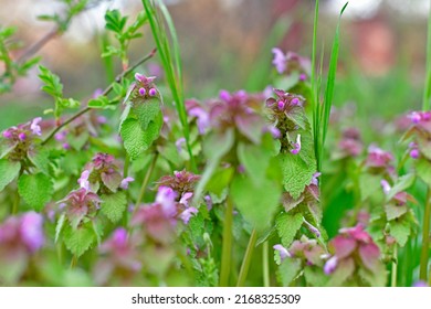 Broomrape Is A Genus Of Parasitic Plants In The Broomrape Family.