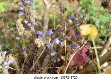 Broomrape (Orobanchaceae Family) Small Purple Flowers