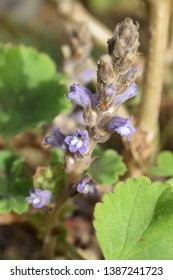 Broomrape (Orobanchaceae Family) Small Purple Flowers