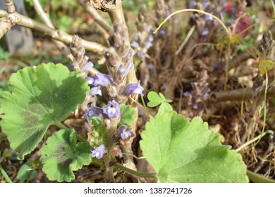 Broomrape (Orobanchaceae Family) Small Purple Flowers