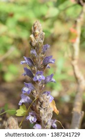 Broomrape (Orobanchaceae Family) Small Purple Flowers