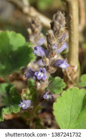 Broomrape (Orobanchaceae Family) Small Purple Flowers