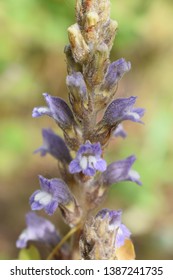 Broomrape (Orobanchaceae Family) Small Purple Flowers