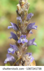 Broomrape (Orobanchaceae Family) Small Purple Flowers