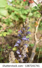 Broomrape (Orobanchaceae Family) Small Purple Flowers