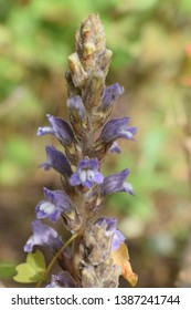 Broomrape (Orobanchaceae Family) Small Purple Flowers