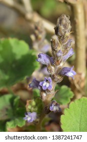 Broomrape (Orobanchaceae Family) Small Purple Flowers