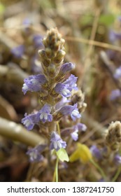 Broomrape (Orobanchaceae Family) Small Purple Flowers