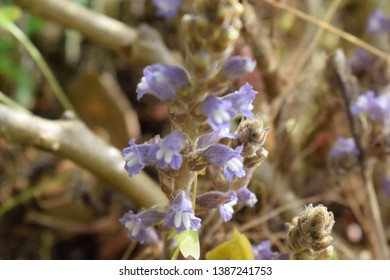 Broomrape (Orobanchaceae Family) Small Purple Flowers