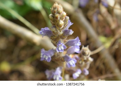 Broomrape (Orobanchaceae Family) Small Purple Flowers