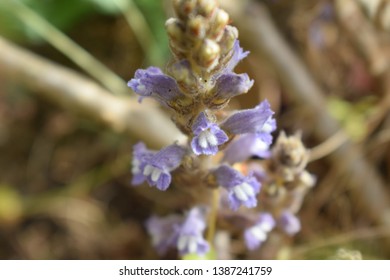 Broomrape (Orobanchaceae Family) Small Purple Flowers