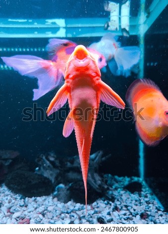 The broomstick fish is cleaning the aquarium from algae