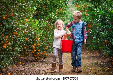 Brother And Sister Carrying A Bucket Full Of Mandarins On A Mandarin Farm After Picking Fruit