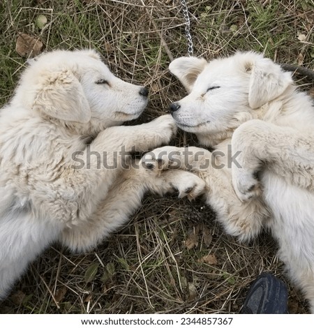 brother and sister Great Pyrenees LGD puppy dogs siblings 