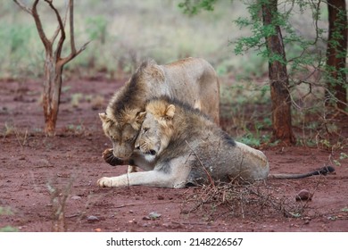 Brotherhood Of Male Lions Showing Affection In The Early Morning In A Game Reserve In The Mkuze Region In Kwa Zulu Natal In South Africa