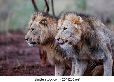 Brotherhood Of Male Lions Showing Affection In The Early Morning In A Game Reserve In The Mkuze Region In Kwa Zulu Natal In South Africa