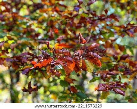 Broun leafs in the forest