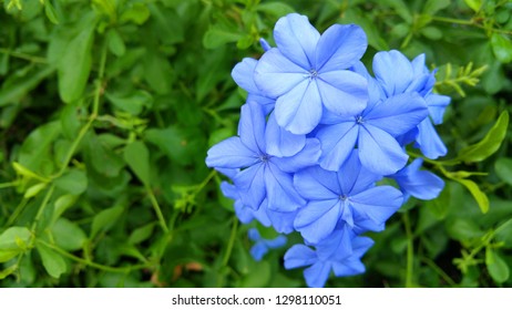 Browallia Speciosa Flower