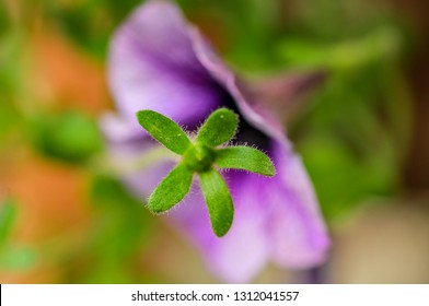 Browallia Speciosa Violet Flower