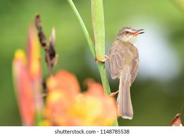 Little​ brown bird​ sitting​ on​ a branch​
