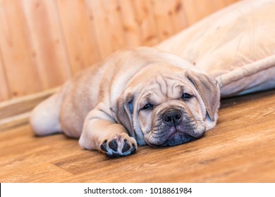 Brown 9 weeks old Ca de Bou (Mallorquin Mastiff) puppy dog lying on a parquet floor