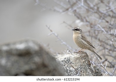 Brown Accentor