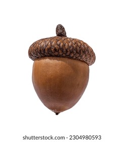Brown acorn oak nut isolated cutout on white background
