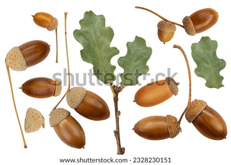 Brown acorns and branch with green oak leaves on white isolated background. Design element. Autumn. Collection