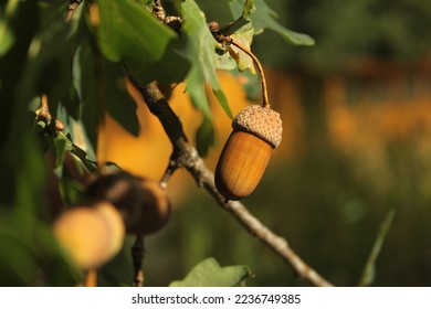 A brown acorns with green caps. One oaknuts with green cup-shaped cupule. Acorn on stalk. Green leaves blurred in the background. Brown acorn with brown cap. Blurred background. Eglish oak tree.