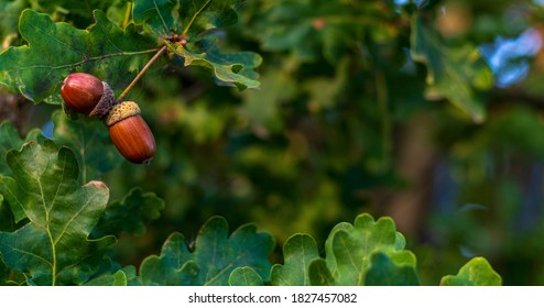 Brown acorns on an oak tree branch in a forest. Closeup oak fruits and leaves on a green background