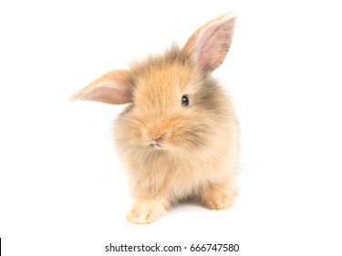 Brown Adorable Baby Rabbit On White Background