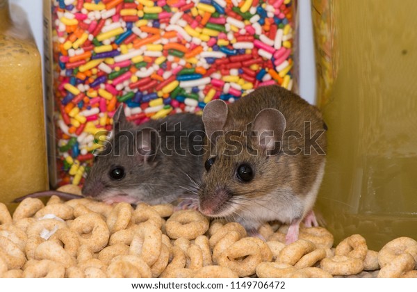 Brown Adult House Mouse Mus Musculus Stock Photo Edit Now 1149706472