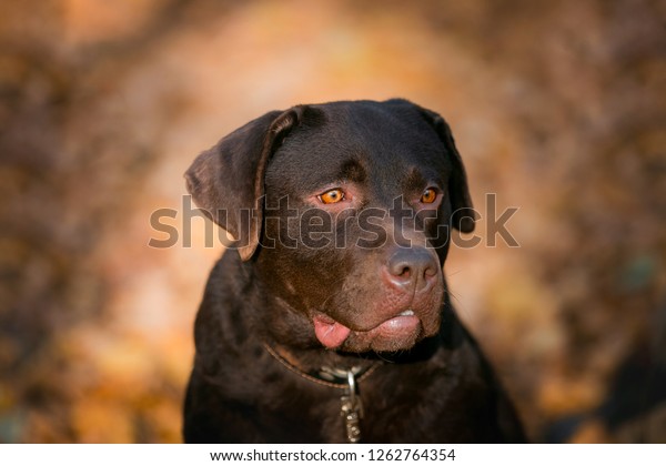 ブラウン アラバイ犬が繁殖する 保護のための知的な犬 アラバイはとても大きくて誇り高い犬です の写真素材 今すぐ編集