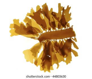 Brown Algae