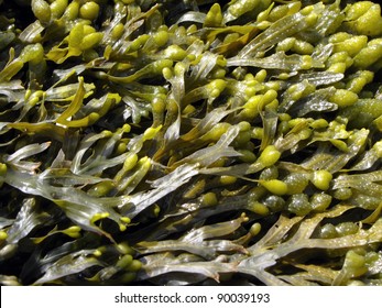 Brown Algae, Fucus