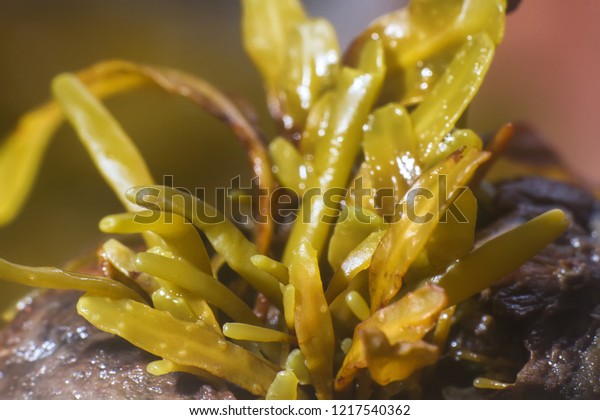 Brown algae\
(fucus). macro of algal body (blade. thallus). Invisible to the eye\
world of marine plants and\
animals