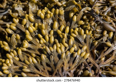 Brown Algae Fucus From White Sea