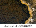 Brown algae grows in the shallow run off water from a Yellow Stone hot spring.